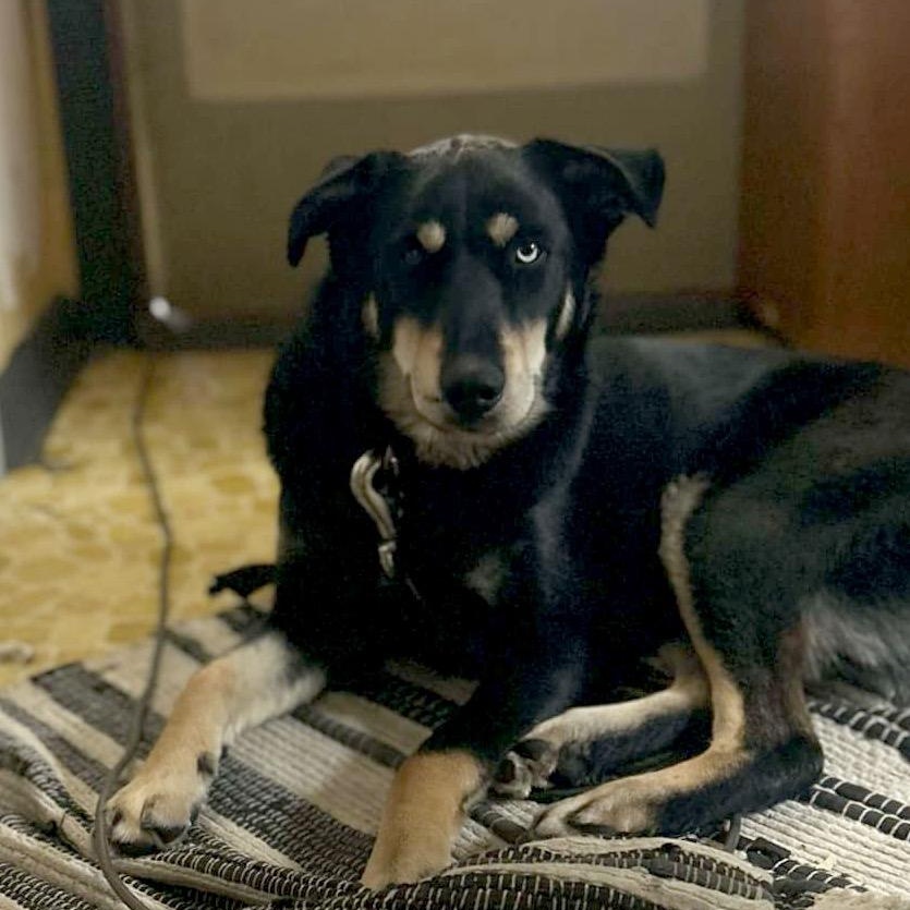 Scooby, an adoptable German Shepherd Dog in Watertown, WI, 53094 | Photo Image 5