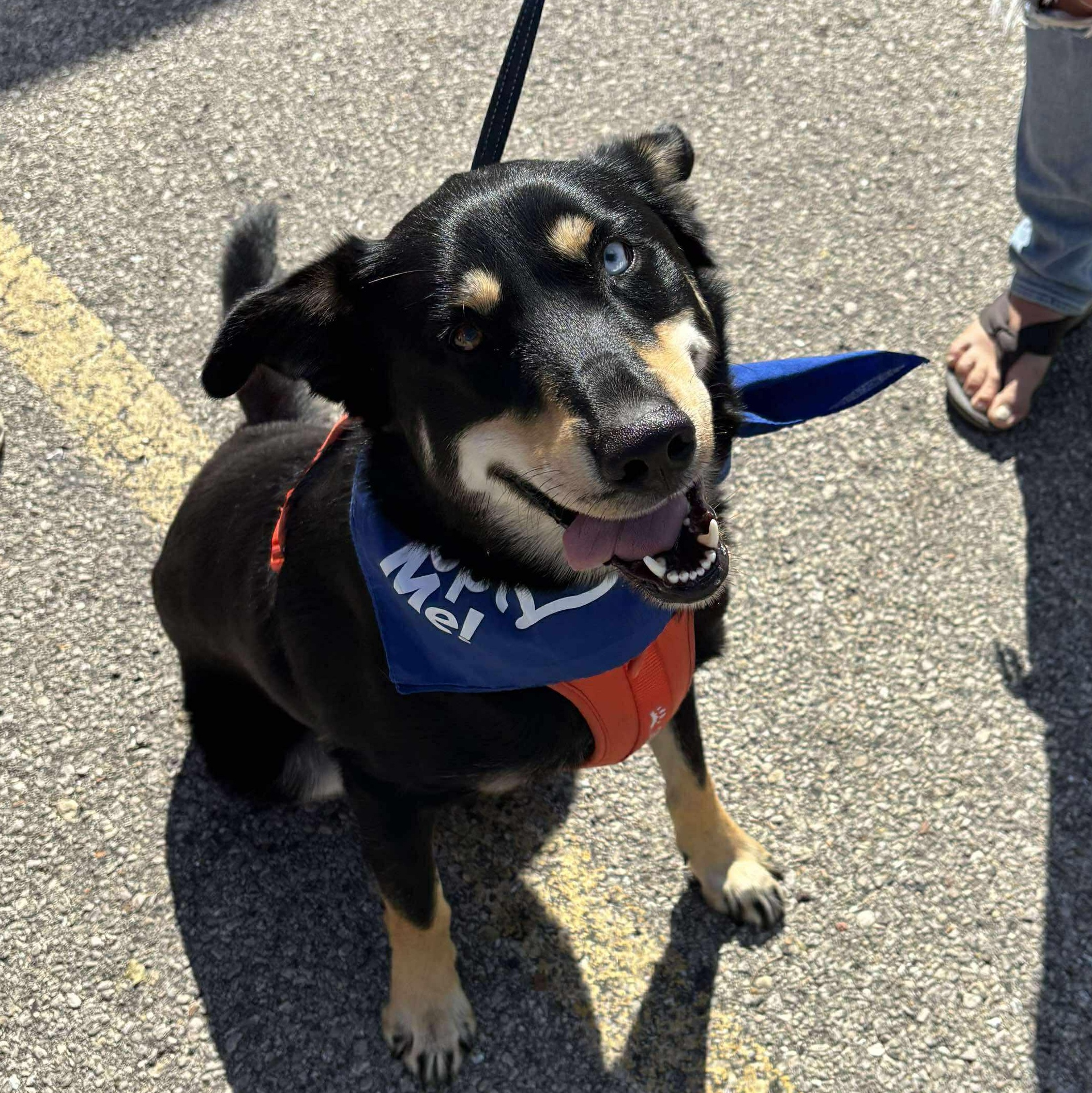Scooby, an adoptable German Shepherd Dog in Watertown, WI, 53094 | Photo Image 3