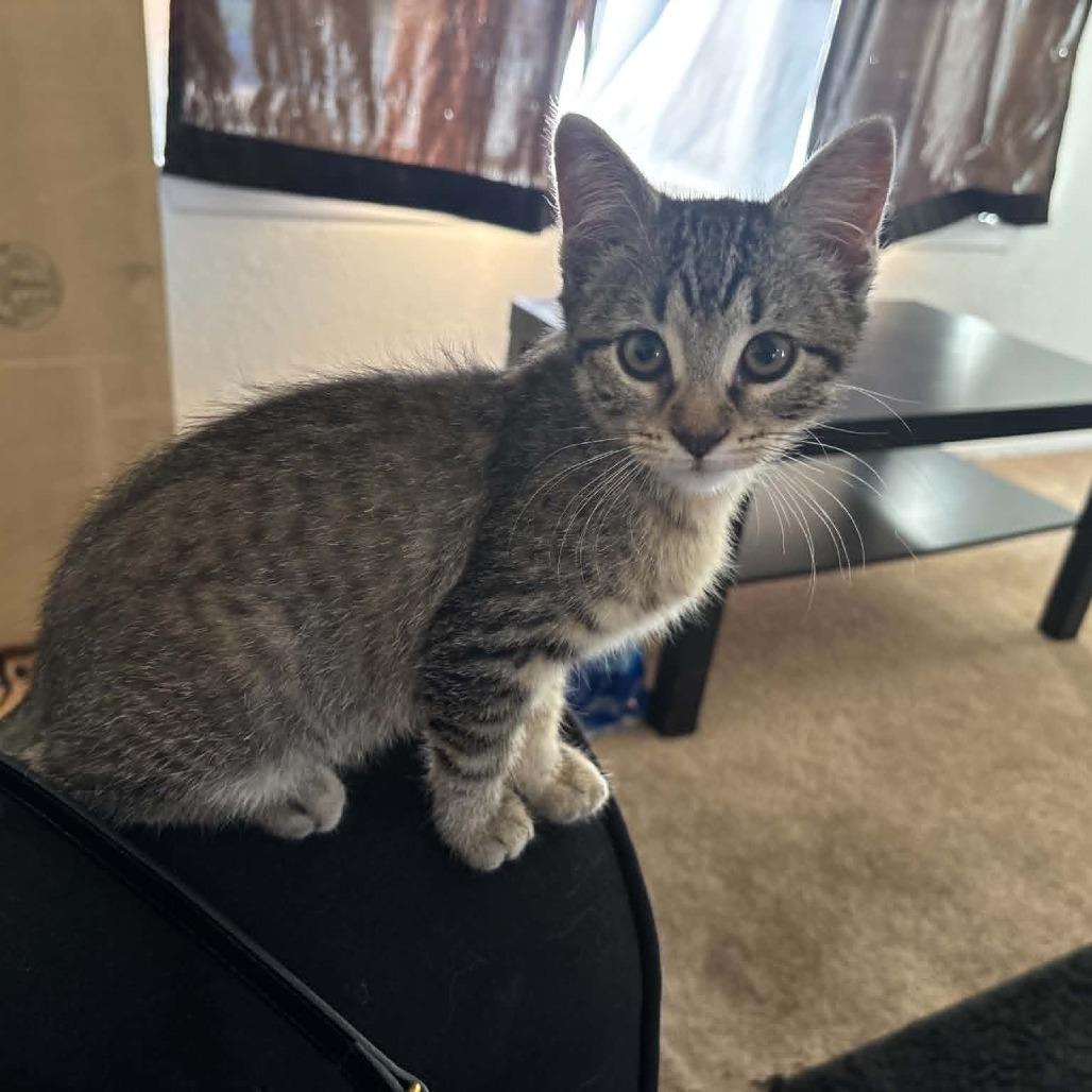 Genie, Adoptable, Kitten Female Domestic Short Hair.