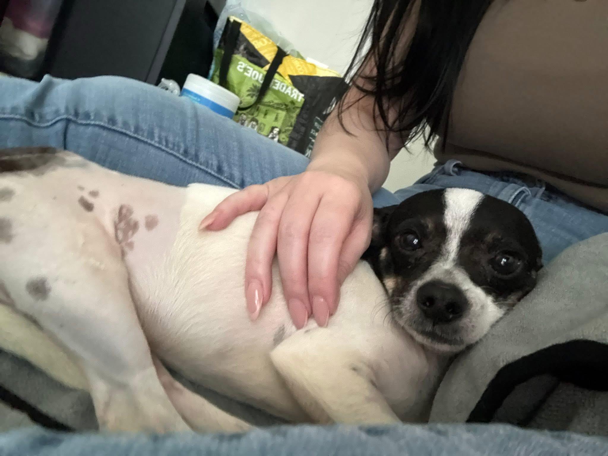 Enlarge Bruno, a ADOPTABLE mixed breed in Elkton, MD image 3/6