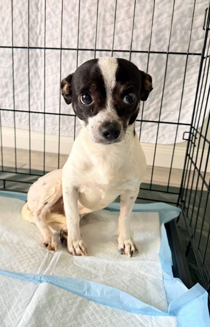 Enlarge Bruno, a ADOPTABLE mixed breed in Elkton, MD image 1/6