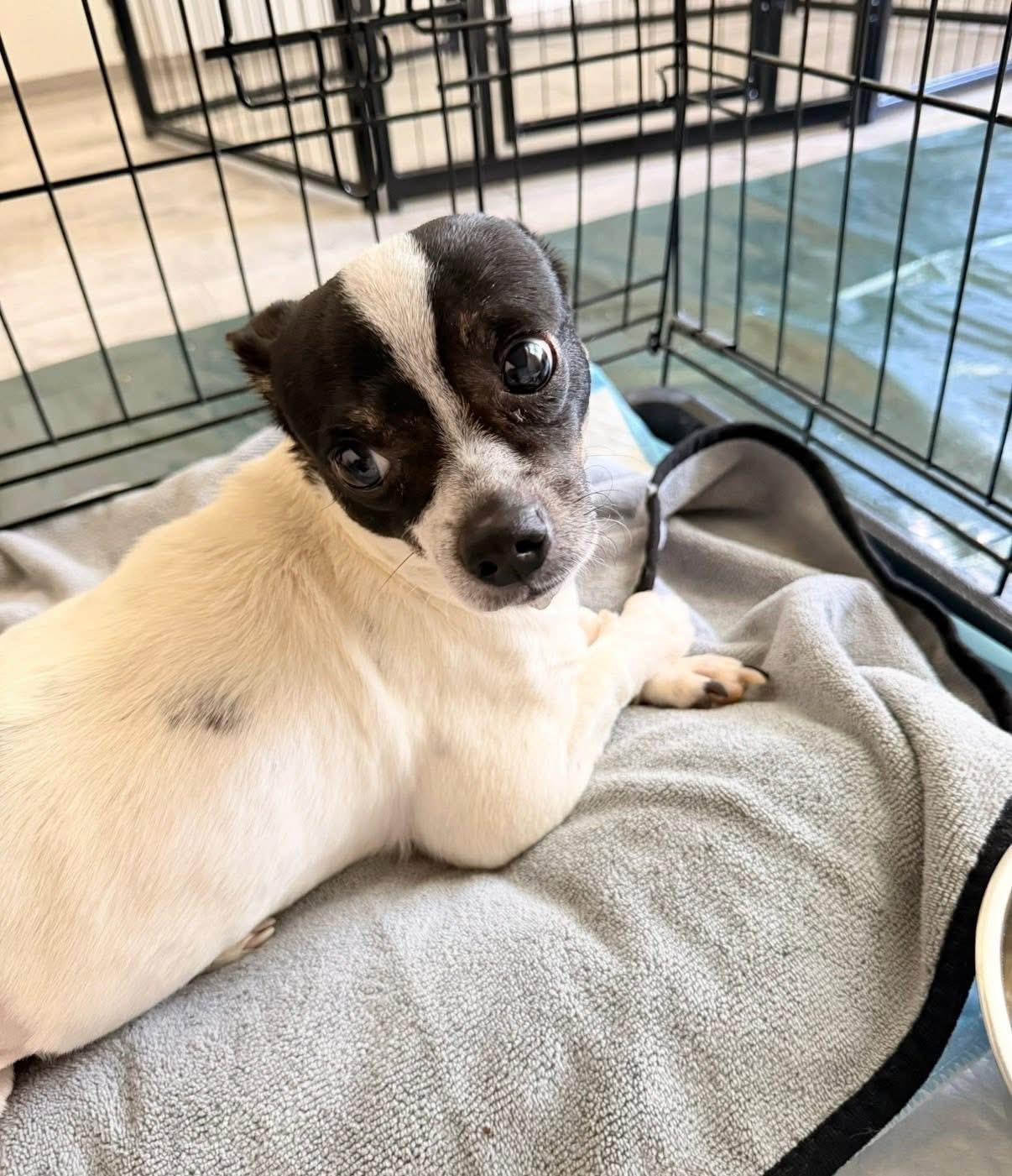 Enlarge Bruno, a ADOPTABLE mixed breed in Elkton, MD image 6/6