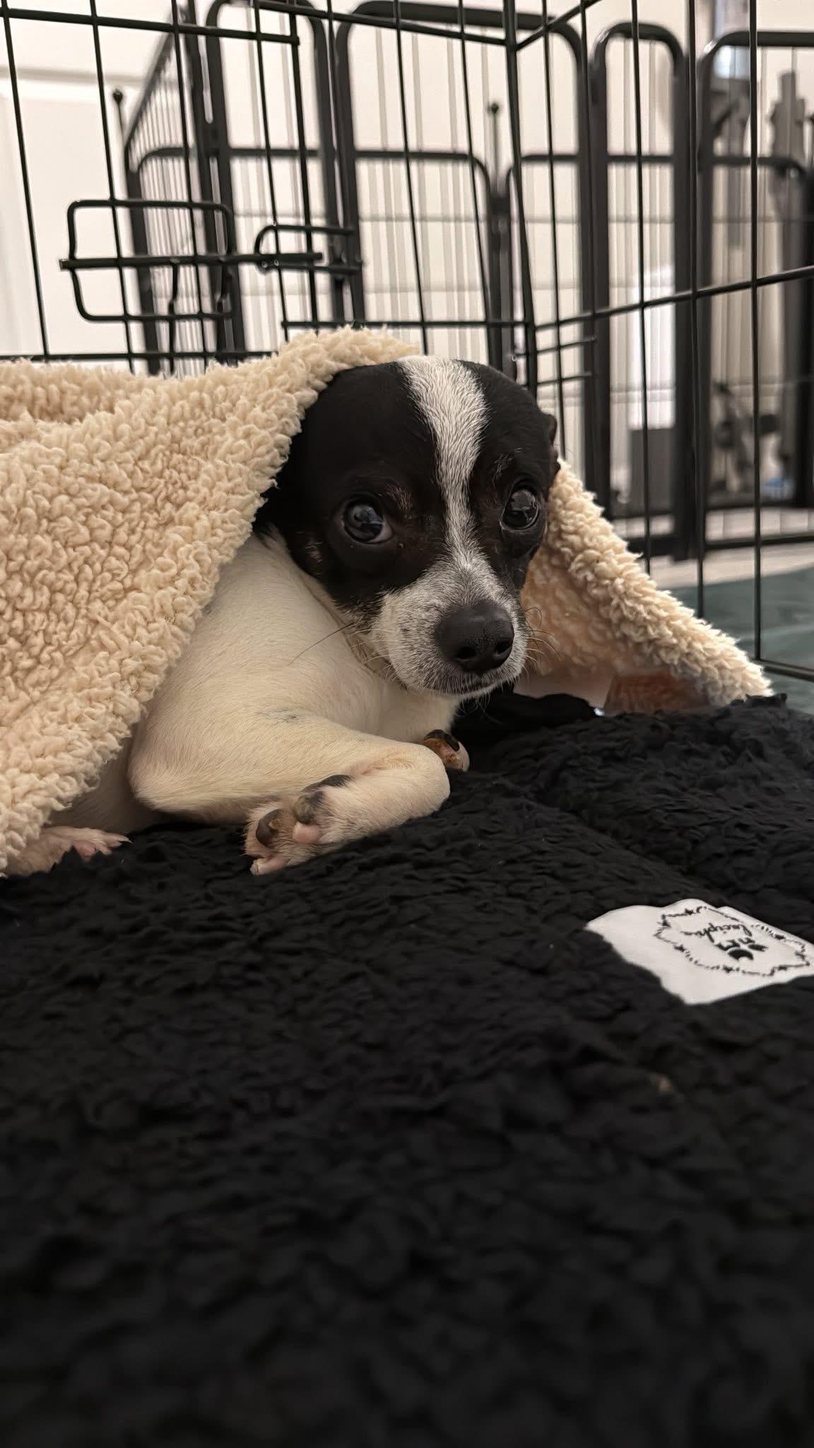 Enlarge Bruno, a ADOPTABLE mixed breed in Elkton, MD image 5/6