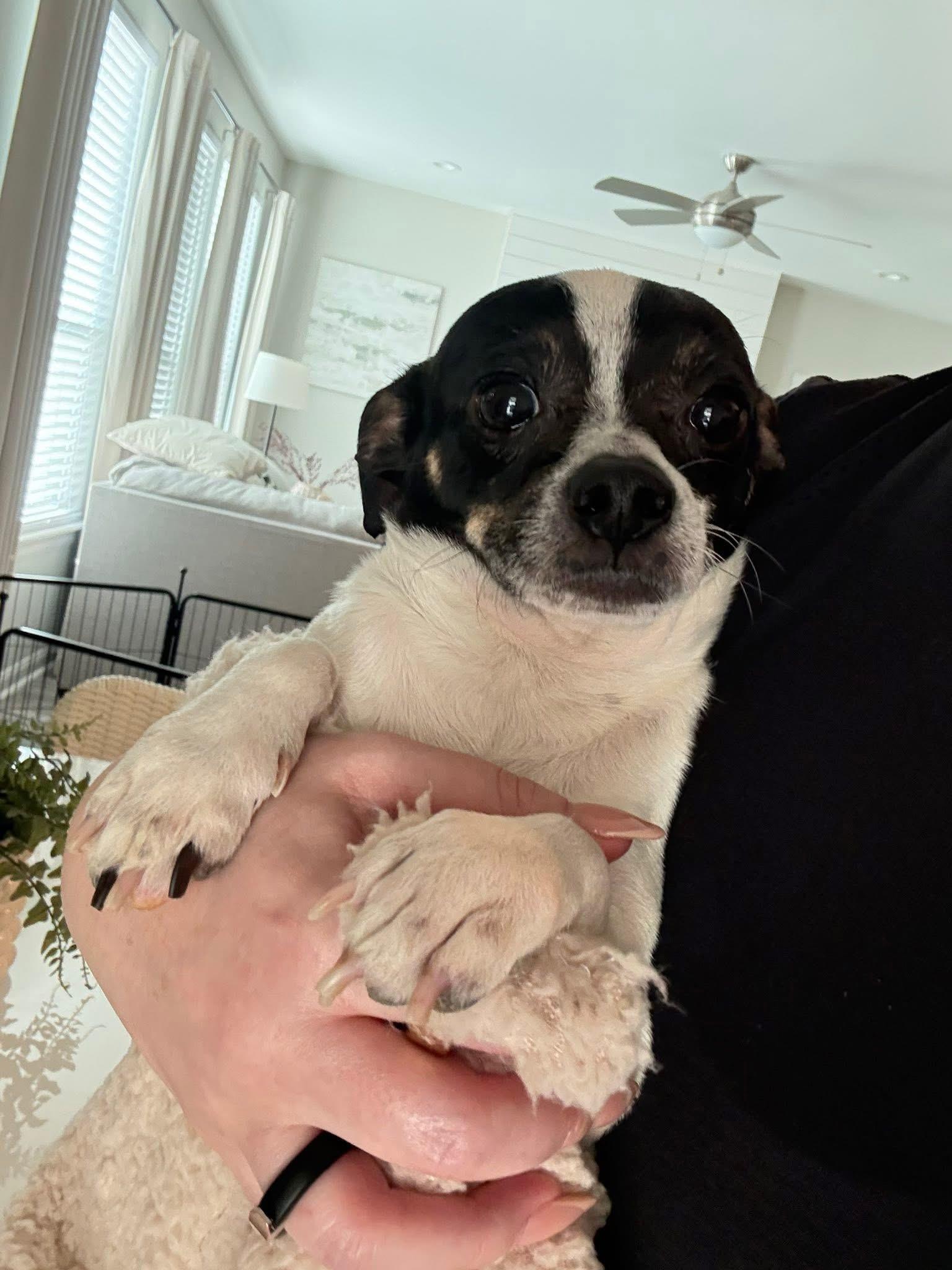 Enlarge Bruno, a ADOPTABLE mixed breed in Elkton, MD image 2/6