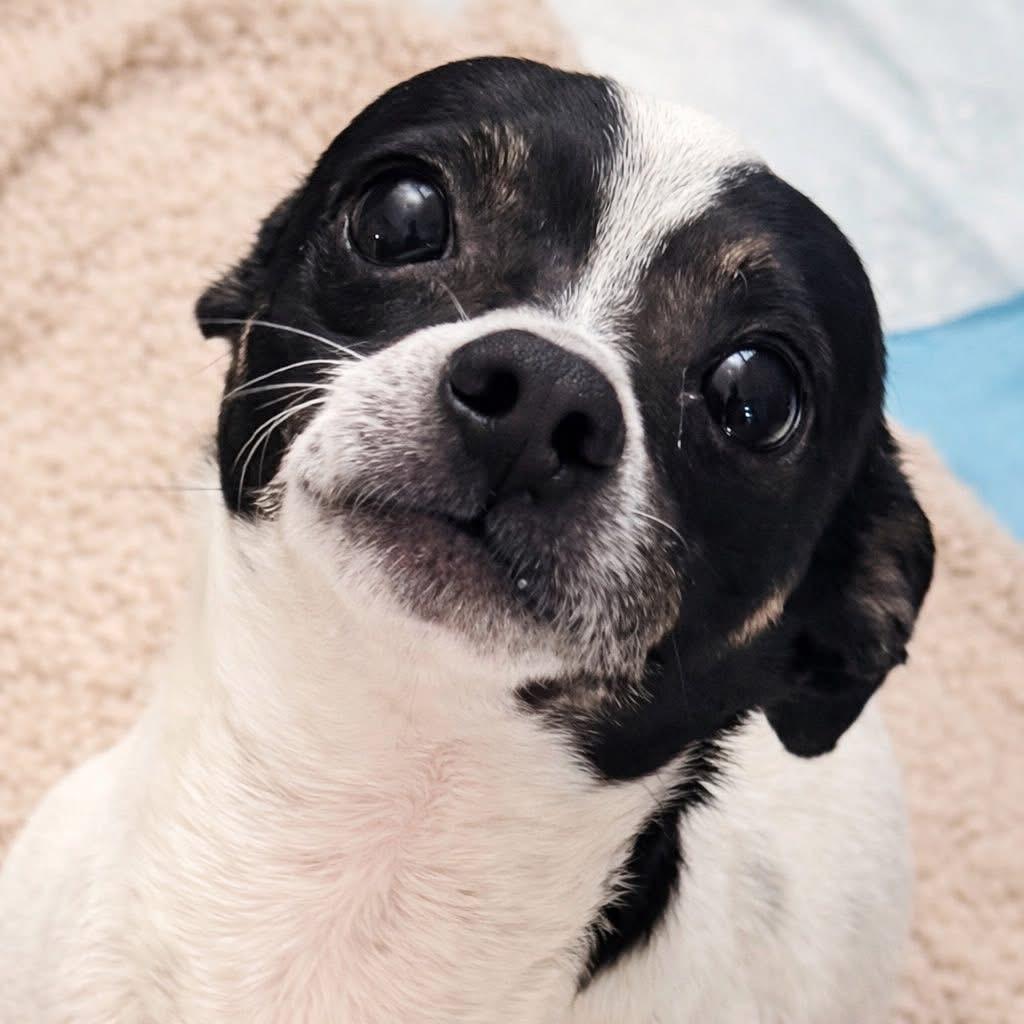 Enlarge Bruno, a ADOPTABLE mixed breed in Elkton, MD image 4/6