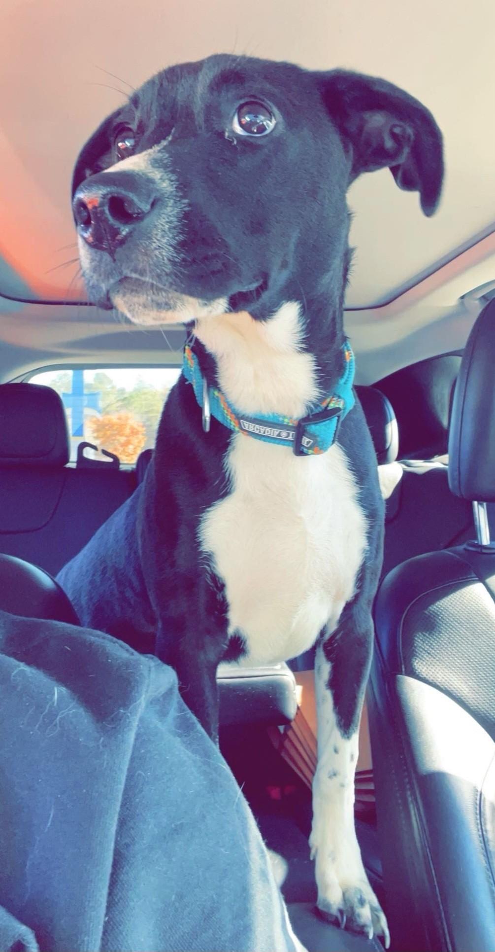 Shadow, a Adopted mixed breed in Ellijay, GA image 2/3