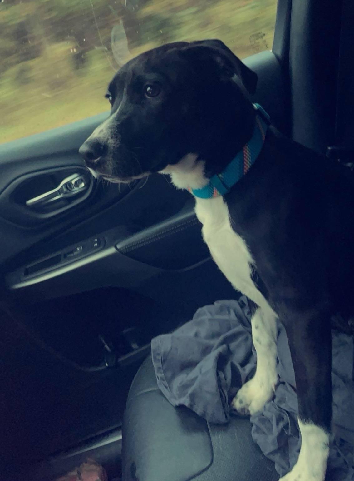 Shadow, a Adopted mixed breed in Ellijay, GA image 3/3