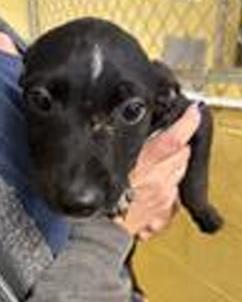 Whisper, adoptable, Puppy Female Labrador Retriever.