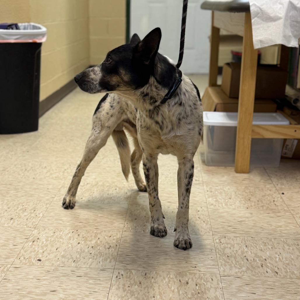 OREO, Adoptable, Young Male Australian Cattle Dog / Blue Heeler & Mixed Breed.