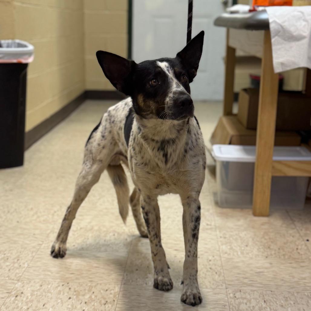 OREO, a Adoptable mixed breed in Lucedale, MS image 2/2