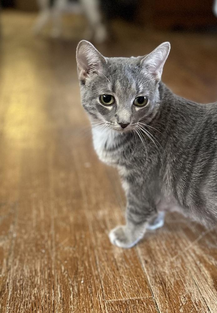 Enlarge Maxine, a Adoptable Domestic Short Hair in Chicago, IL image 2/6