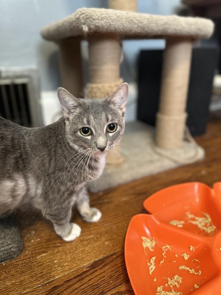 Enlarge Maxine, a Adoptable Domestic Short Hair in Chicago, IL image 4/6