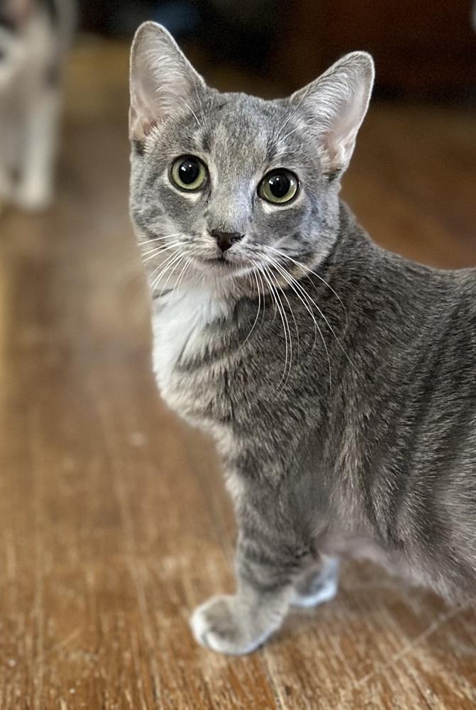 Enlarge Maxine, a Adoptable Domestic Short Hair in Chicago, IL image 5/6