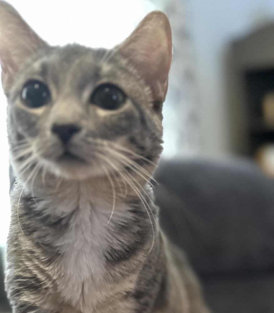 Enlarge Maxine, a Adoptable Domestic Short Hair in Chicago, IL image 6/6