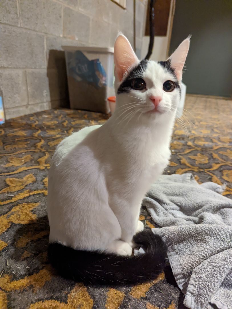 Basil, Adopted, Young Male Domestic Short Hair.