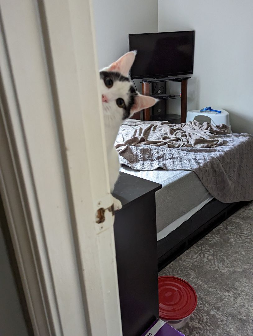 Basil, a Adopted Domestic Short Hair in Clarksville, TN image 2/6