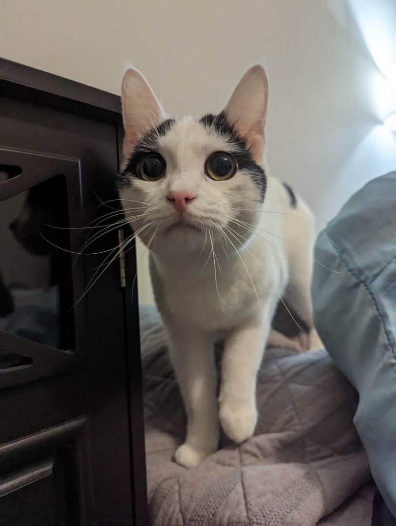 Basil, a Adopted Domestic Short Hair in Clarksville, TN image 3/6