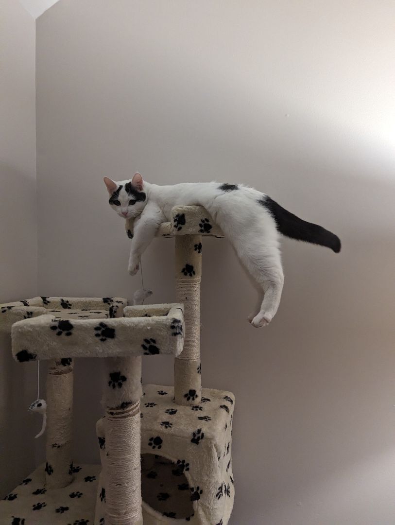 Basil, a Adopted Domestic Short Hair in Clarksville, TN image 4/6