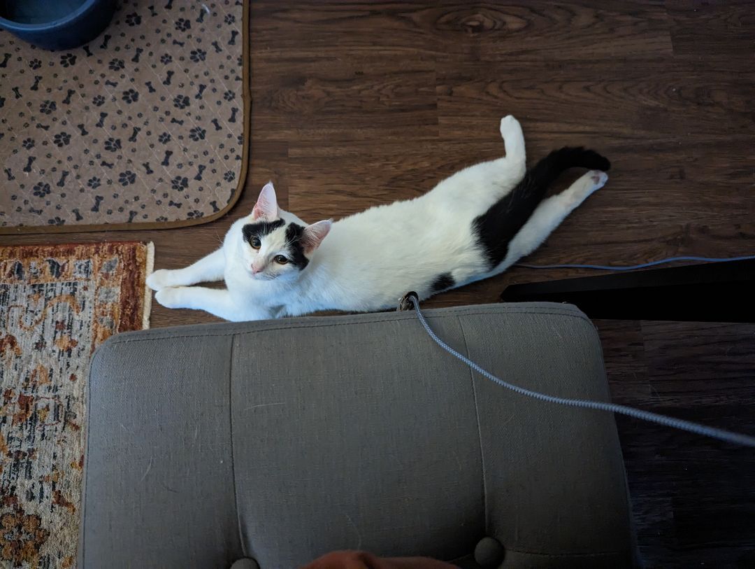 Basil, a Adopted Domestic Short Hair in Clarksville, TN image 5/6