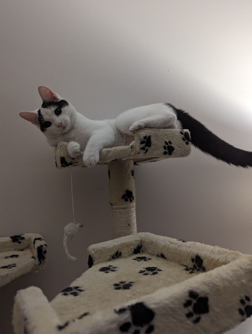 Basil, a Adopted Domestic Short Hair in Clarksville, TN image 6/6