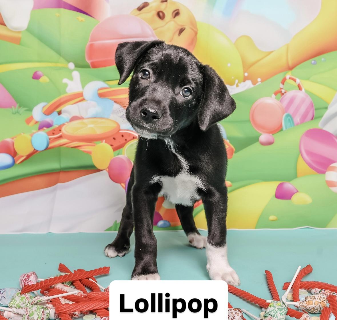 Sweet treat litter, a ADOPTABLE mixed breed in Columbia, MO image 3/5
