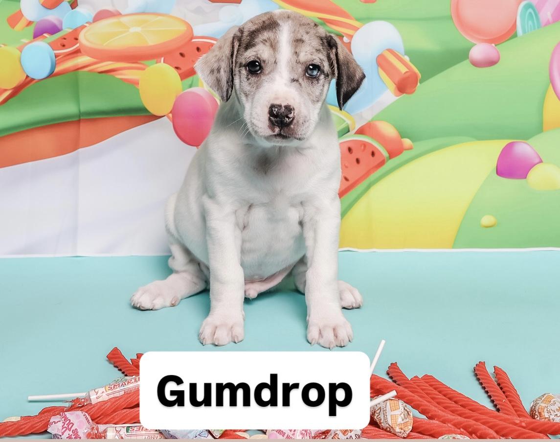Sweet treat litter, a ADOPTABLE mixed breed in Columbia, MO image 5/5