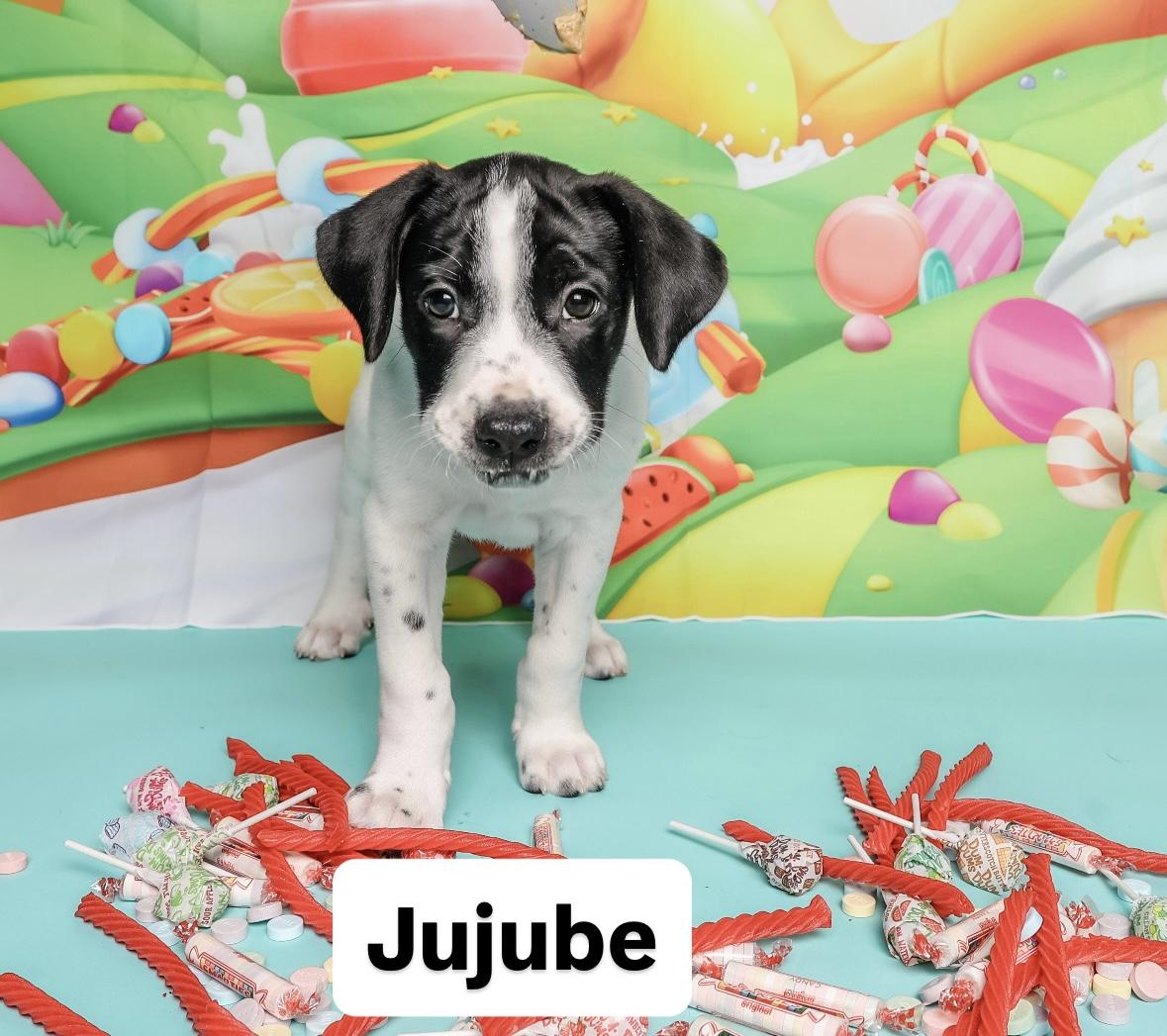 Sweet treat litter, a ADOPTABLE mixed breed in Columbia, MO image 2/5