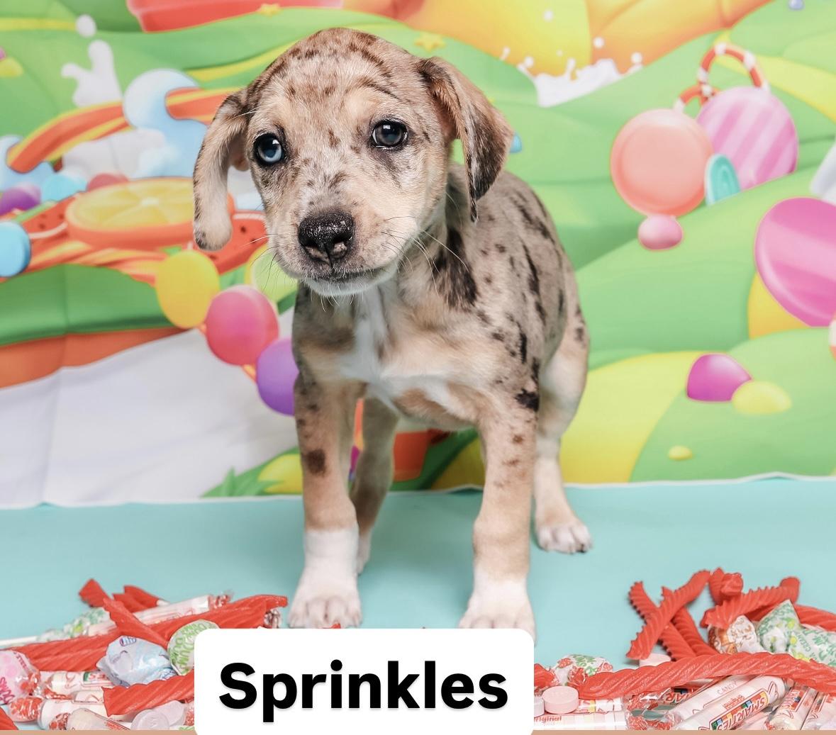 Sweet treat litter, a ADOPTABLE mixed breed in Columbia, MO image 4/5