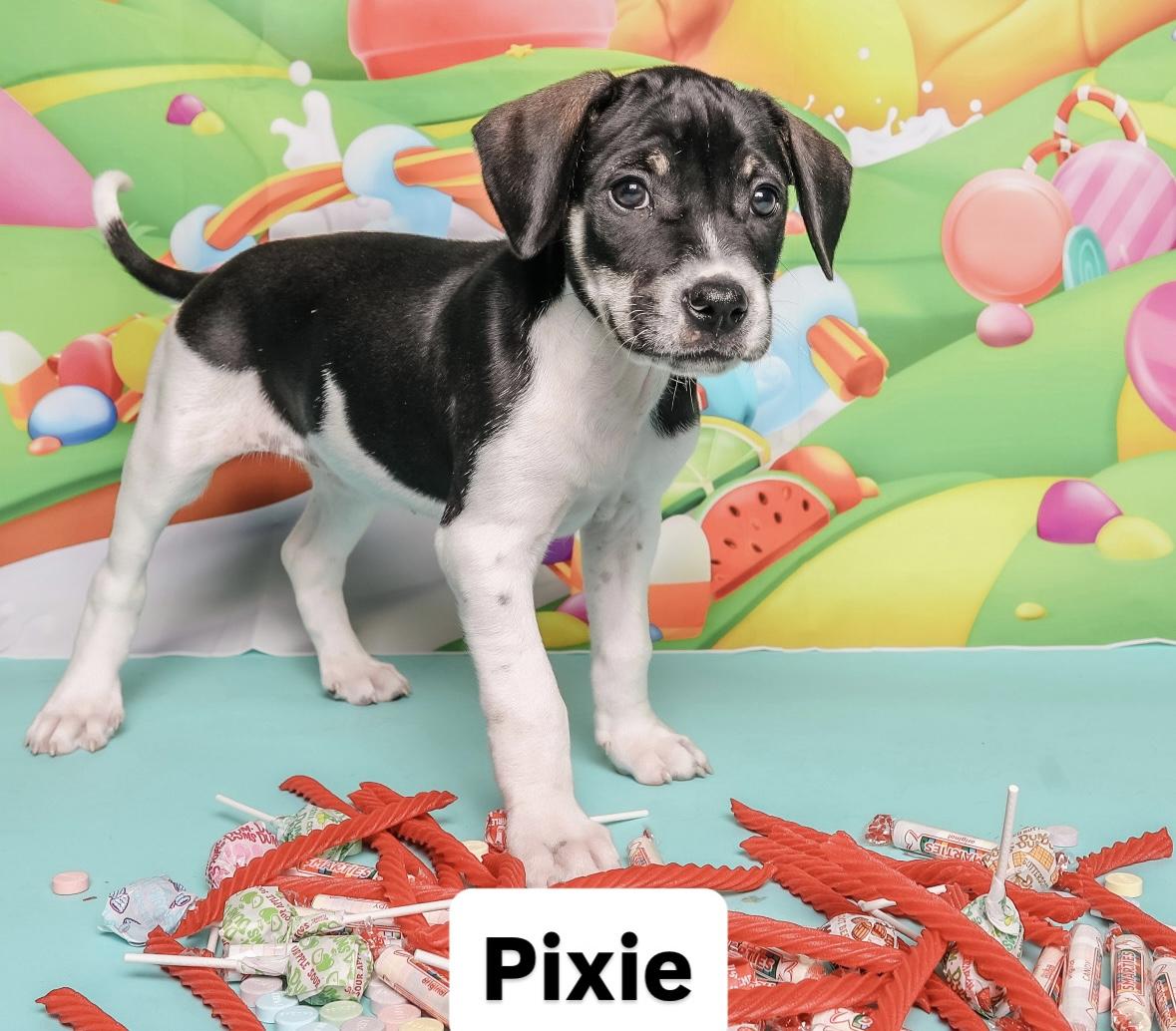 Sweet treat litter, a ADOPTABLE mixed breed in Columbia, MO image 1/5