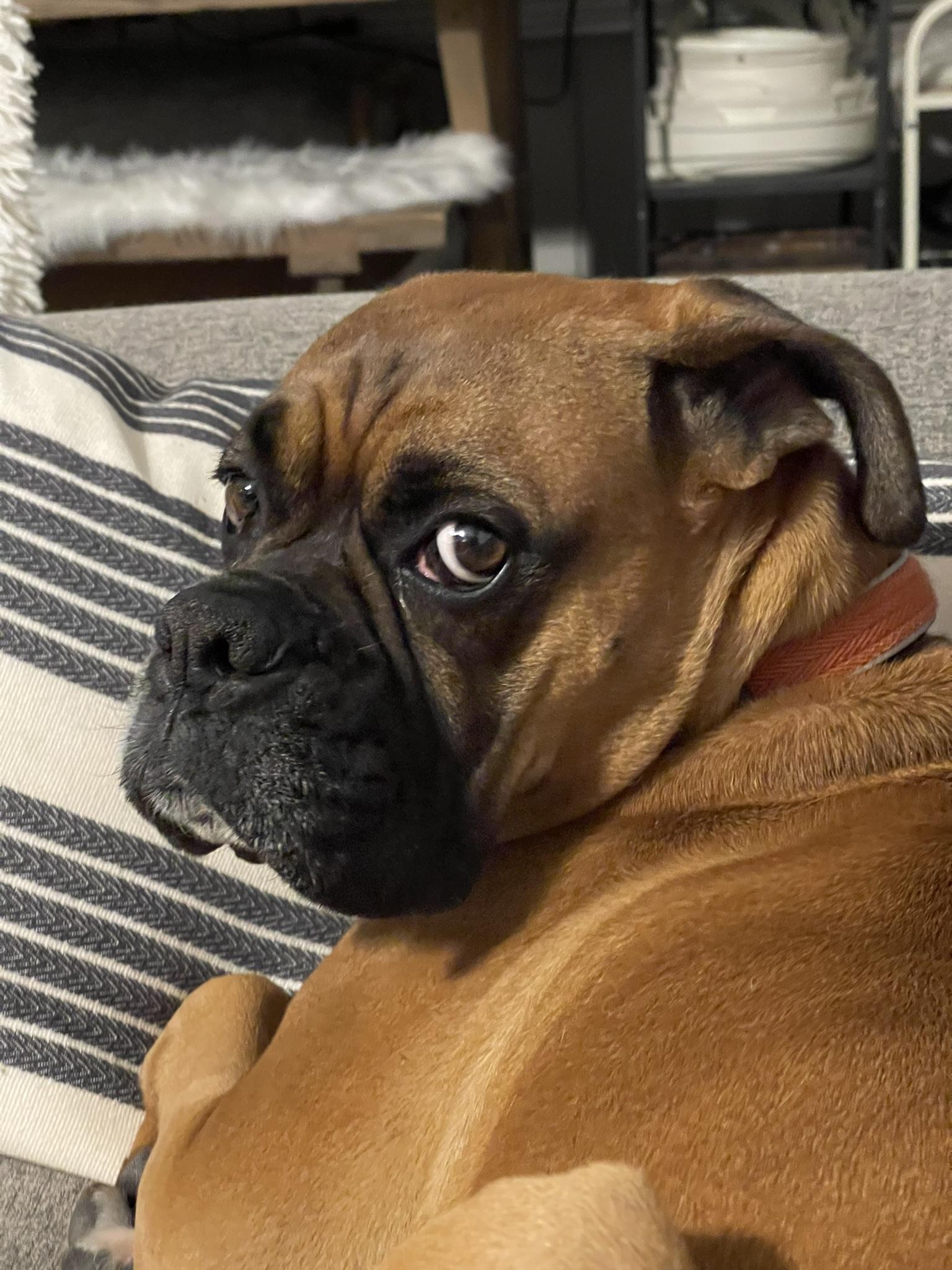 Apollo, a Adopted Boxer in Fort Lauderdale, FL image 2/4