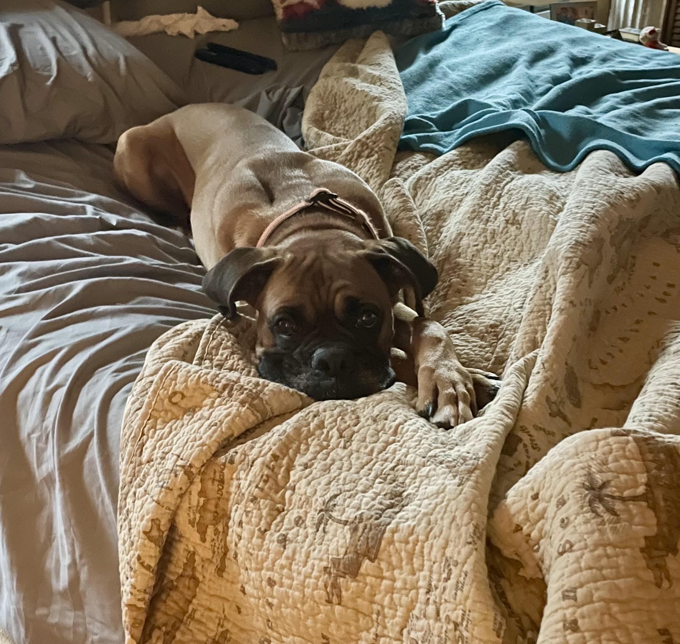 Apollo, a Adopted Boxer in Fort Lauderdale, FL image 4/4