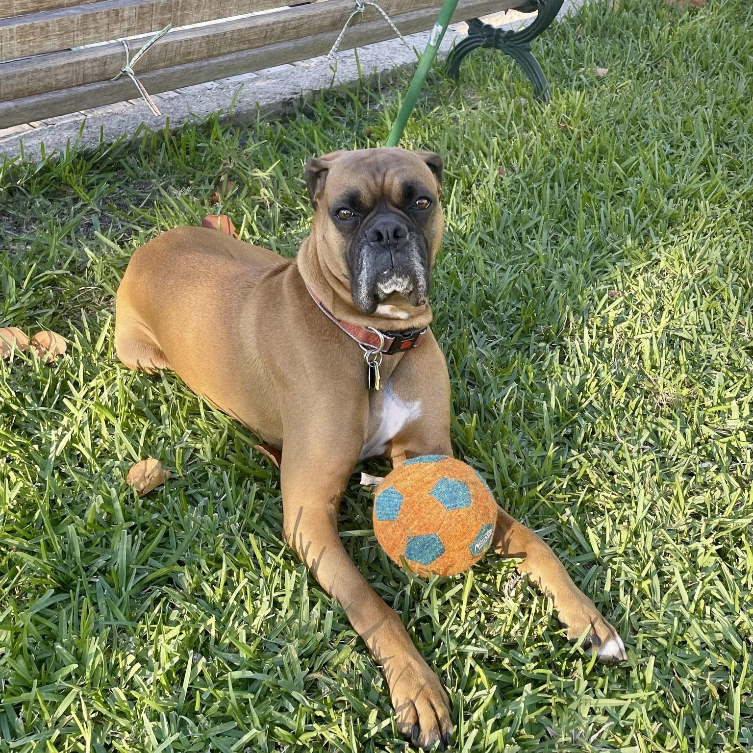 Apollo, Adopted, Adult Male Boxer.