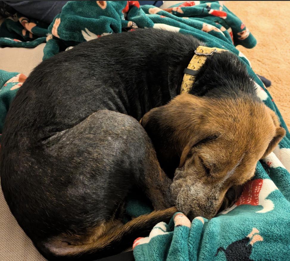 Lottery, Adoptable, Adult Male Beagle.