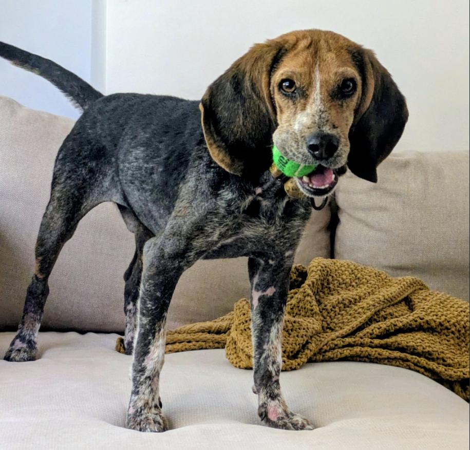 Enlarge Lottery, a Adoptable Beagle in Brooklyn Center, MN image 2/3
