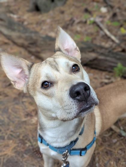 Enlarge Milo, a Adopted mixed breed in Nashua, NH image 1/3
