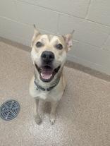 Enlarge Milo, a Adopted mixed breed in Nashua, NH image 2/3