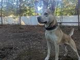 Enlarge Milo, a Adopted mixed breed in Nashua, NH image 3/3