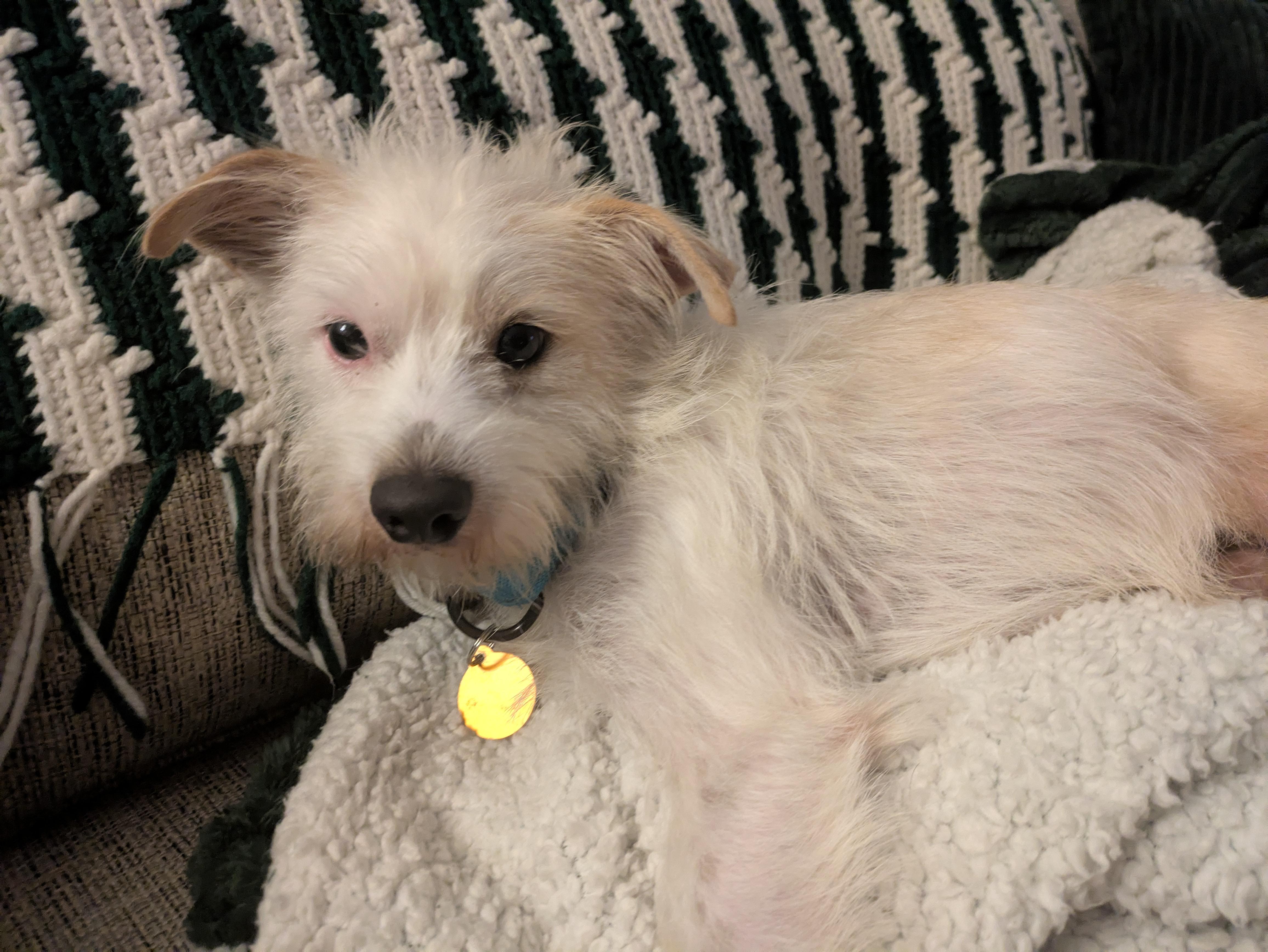 Enlarge Olaf, a Adoptable mixed breed in Brooklyn, NY image 1/6