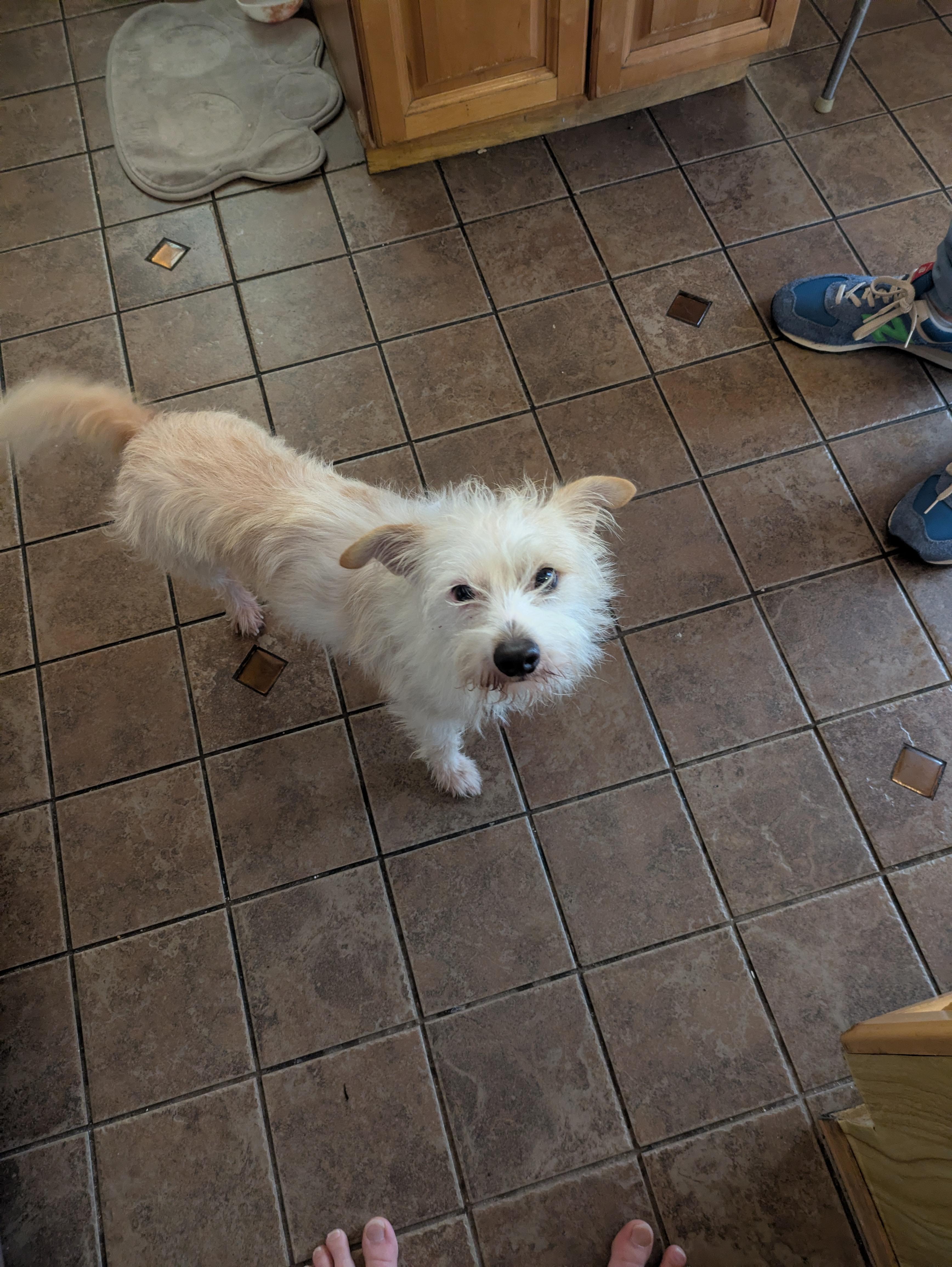 Enlarge Olaf, a Adoptable mixed breed in Brooklyn, NY image 2/6