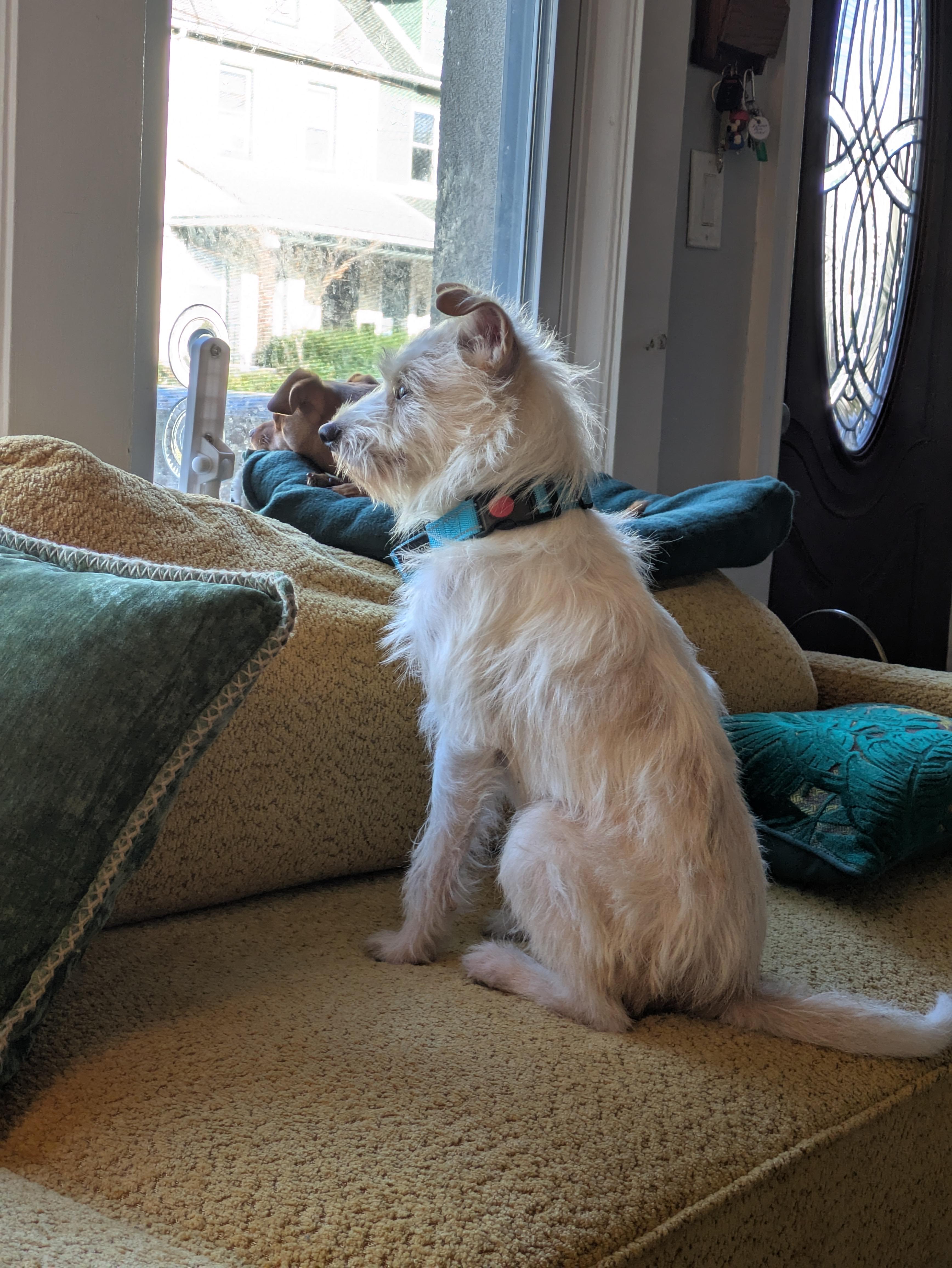 Enlarge Olaf, a Adoptable mixed breed in Brooklyn, NY image 3/6