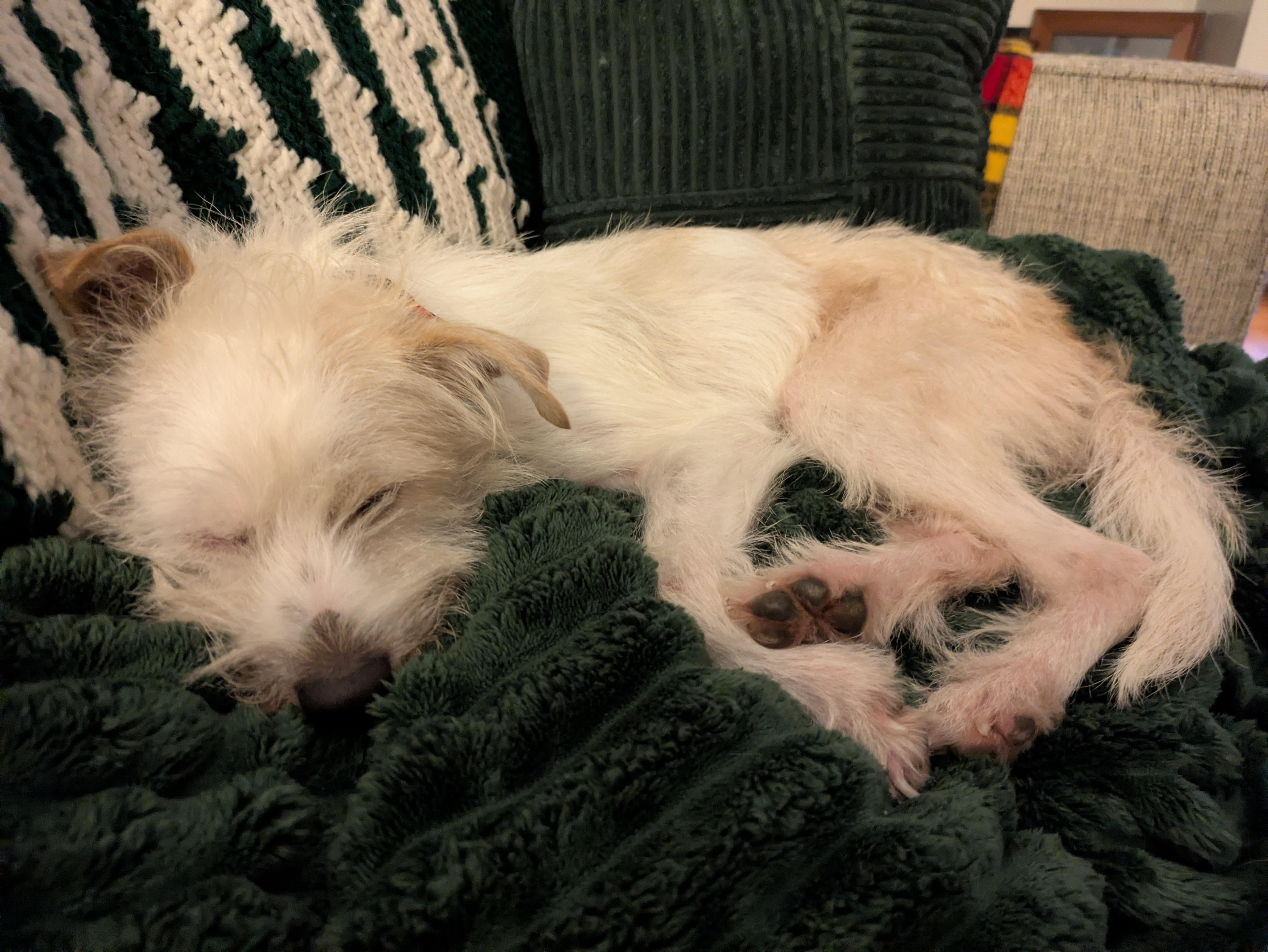 Enlarge Olaf, a Adoptable mixed breed in Brooklyn, NY image 4/6