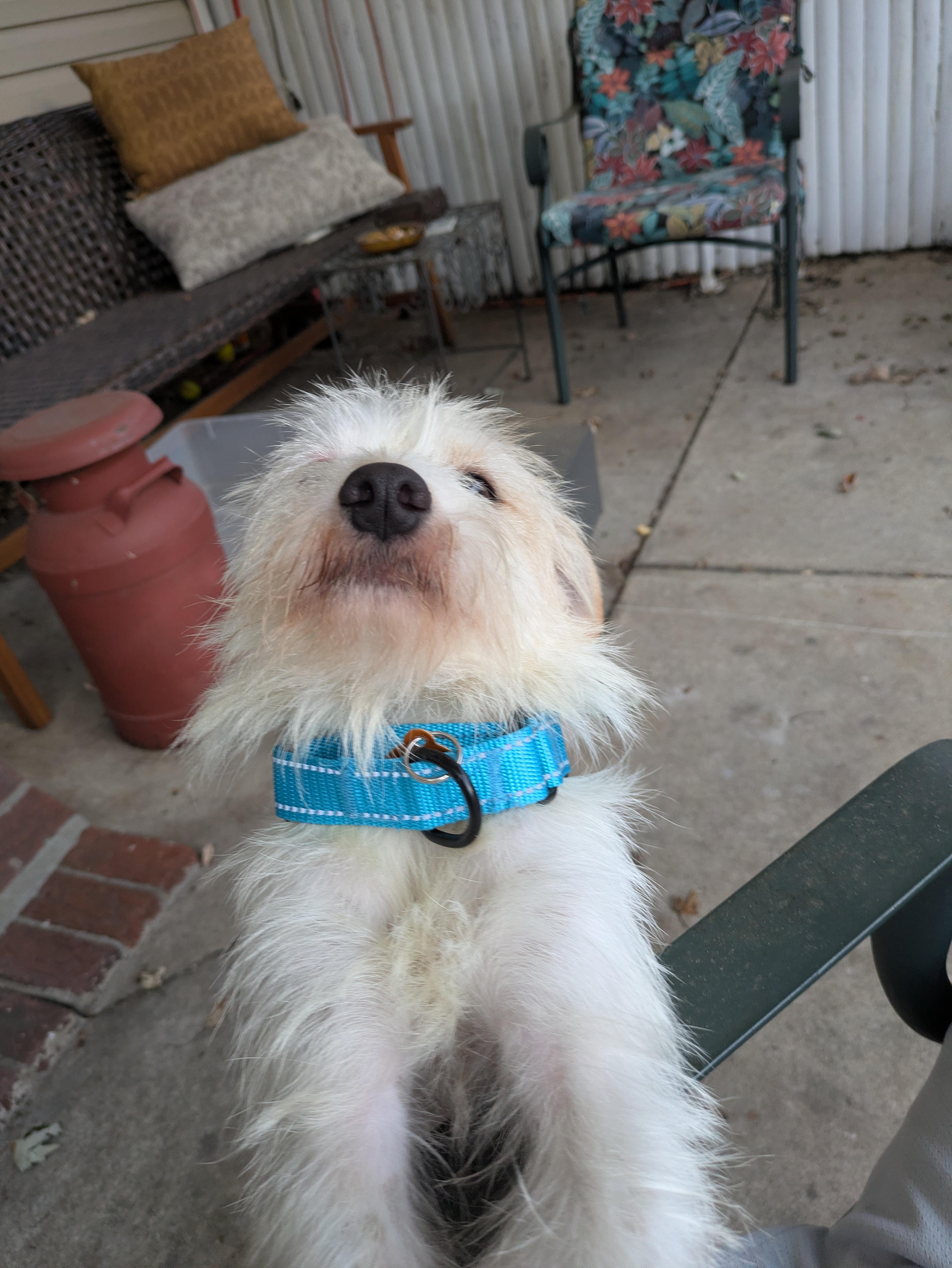 Enlarge Olaf, a Adoptable mixed breed in Brooklyn, NY image 5/6