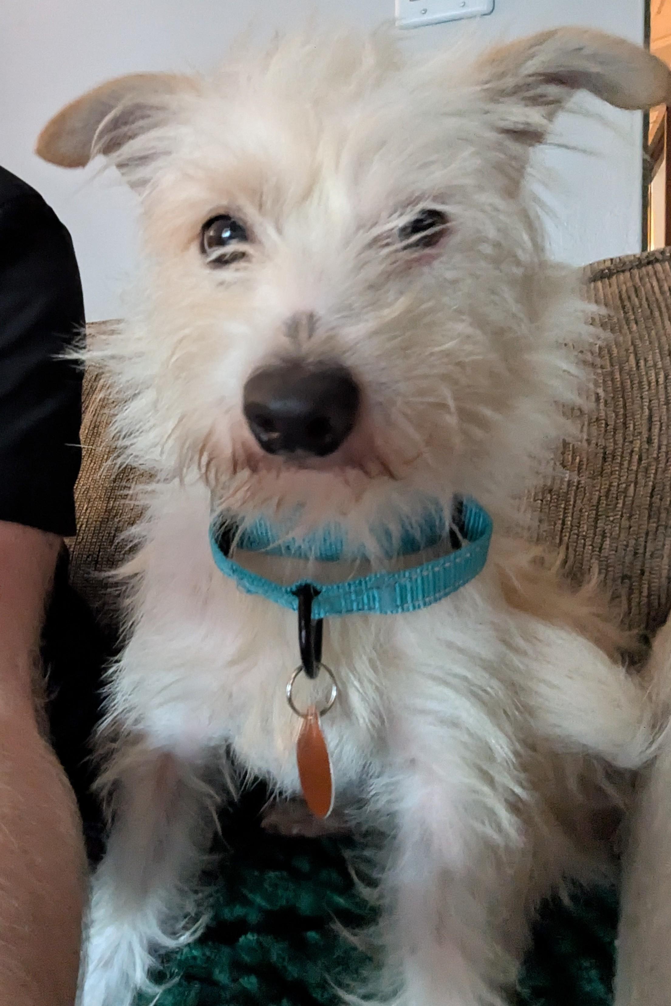 Enlarge Olaf, a Adoptable mixed breed in Brooklyn, NY image 6/6
