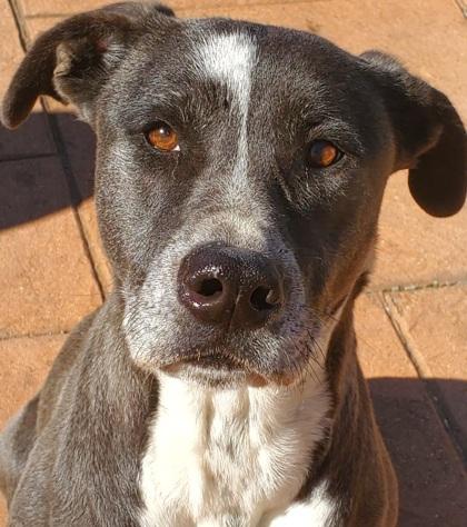 Asher, Adoptable, Young Female Terrier & Mixed Breed.