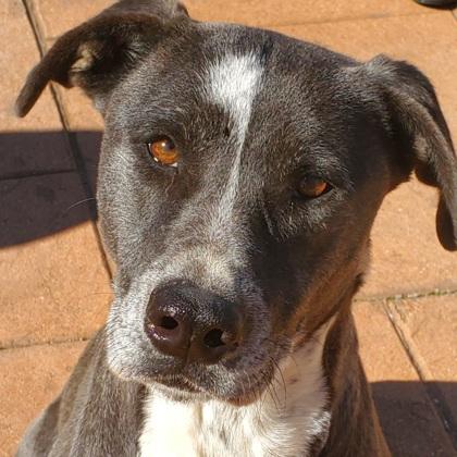 Enlarge Asher, a Adoptable mixed breed in Shreveport, LA image 2/2