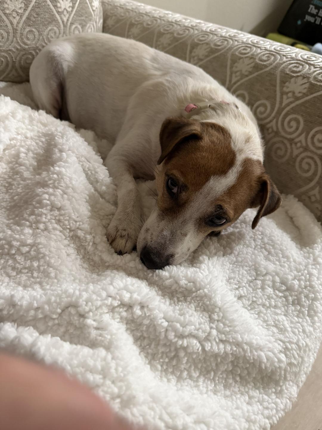 Stella in Sherman, Texas, a Adoptable Jack Russell Terrier in Sherman, TX image 5/6