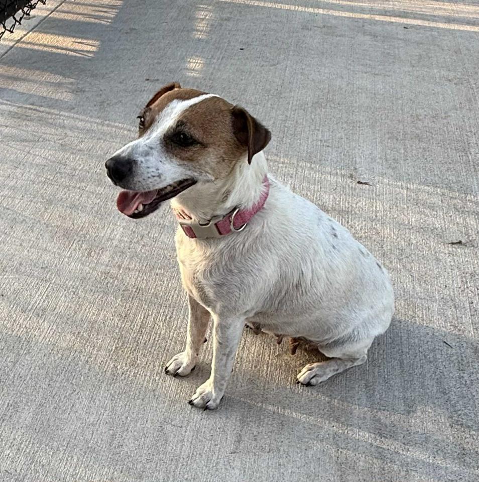 Stella in Sherman, Texas, Adoptable, Young Female Jack Russell Terrier.