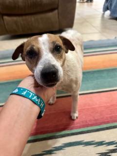 Stella in Sherman, Texas, a Adoptable Jack Russell Terrier in Sherman, TX image 2/6