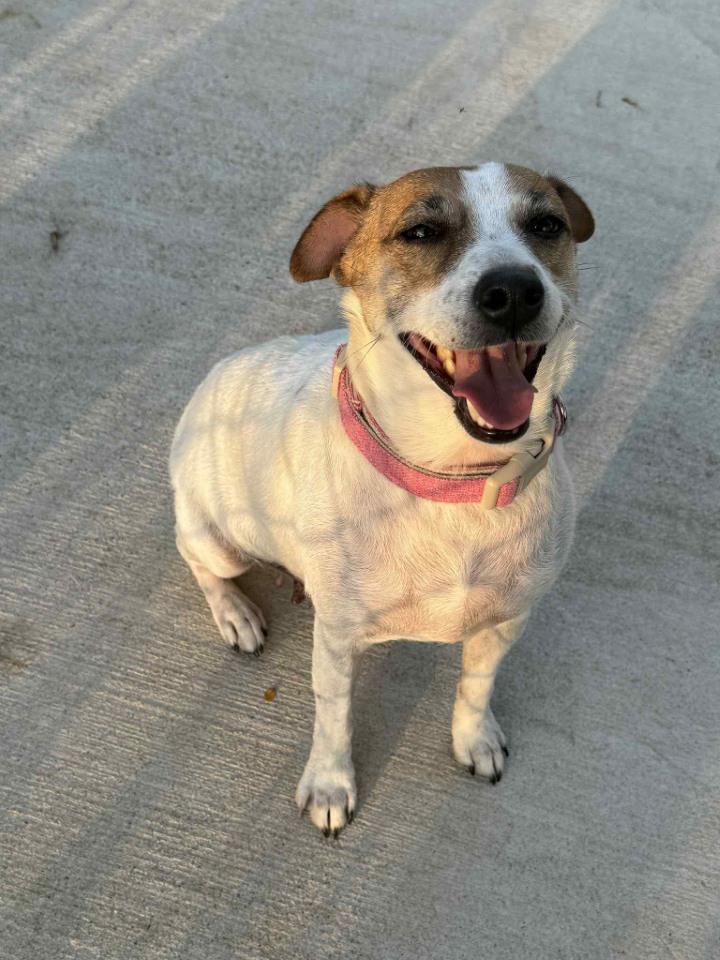 Stella in Sherman, Texas, a Adoptable Jack Russell Terrier in Sherman, TX image 3/6
