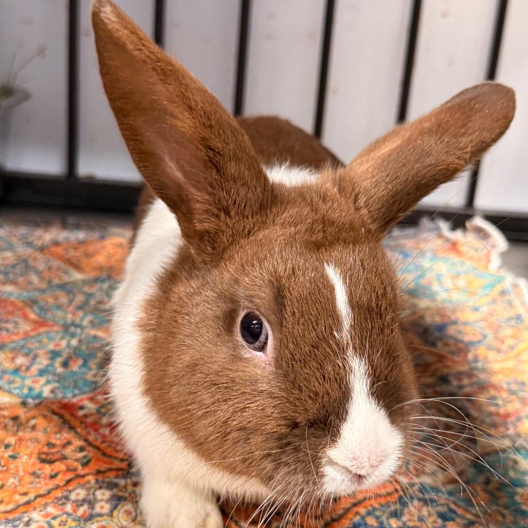 Enlarge Pongo, a Adoptable Dutch in Winston-Salem, NC image 2/2